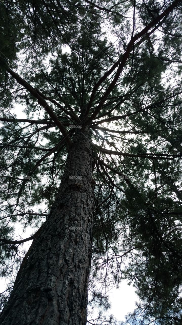 🌲