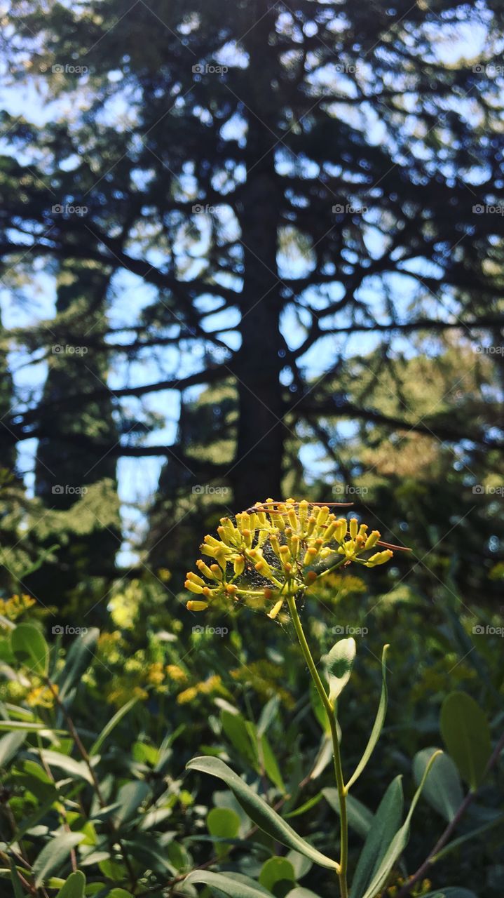 Tree, Nature, No Person, Flora, Outdoors