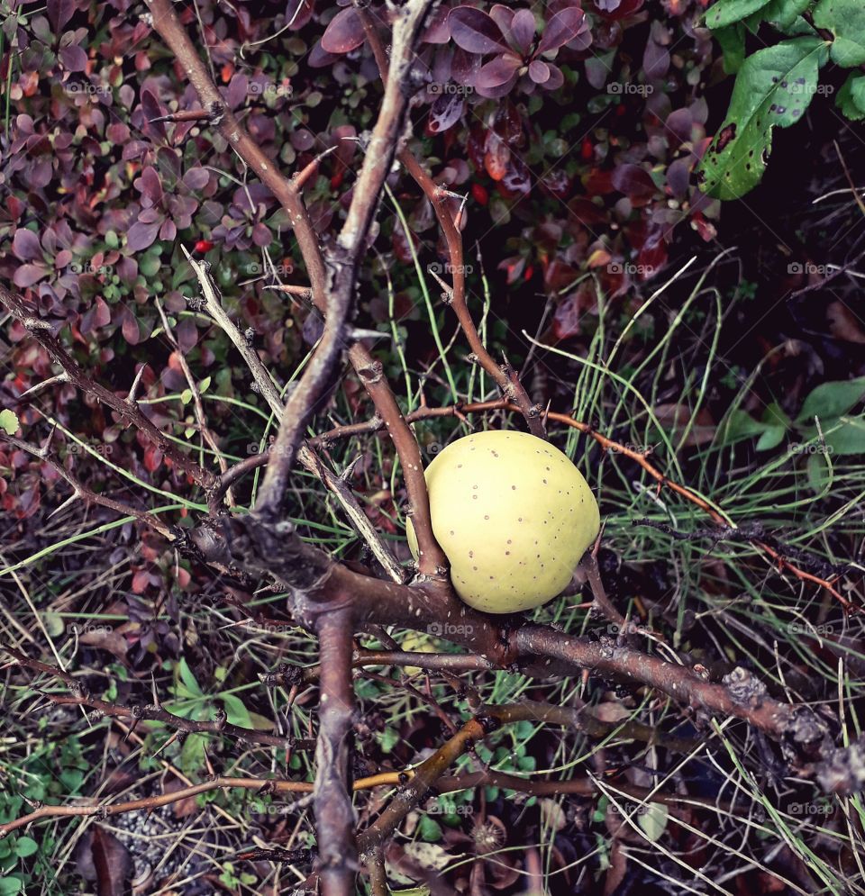 yellow quince fruit suspended on leafless twigs