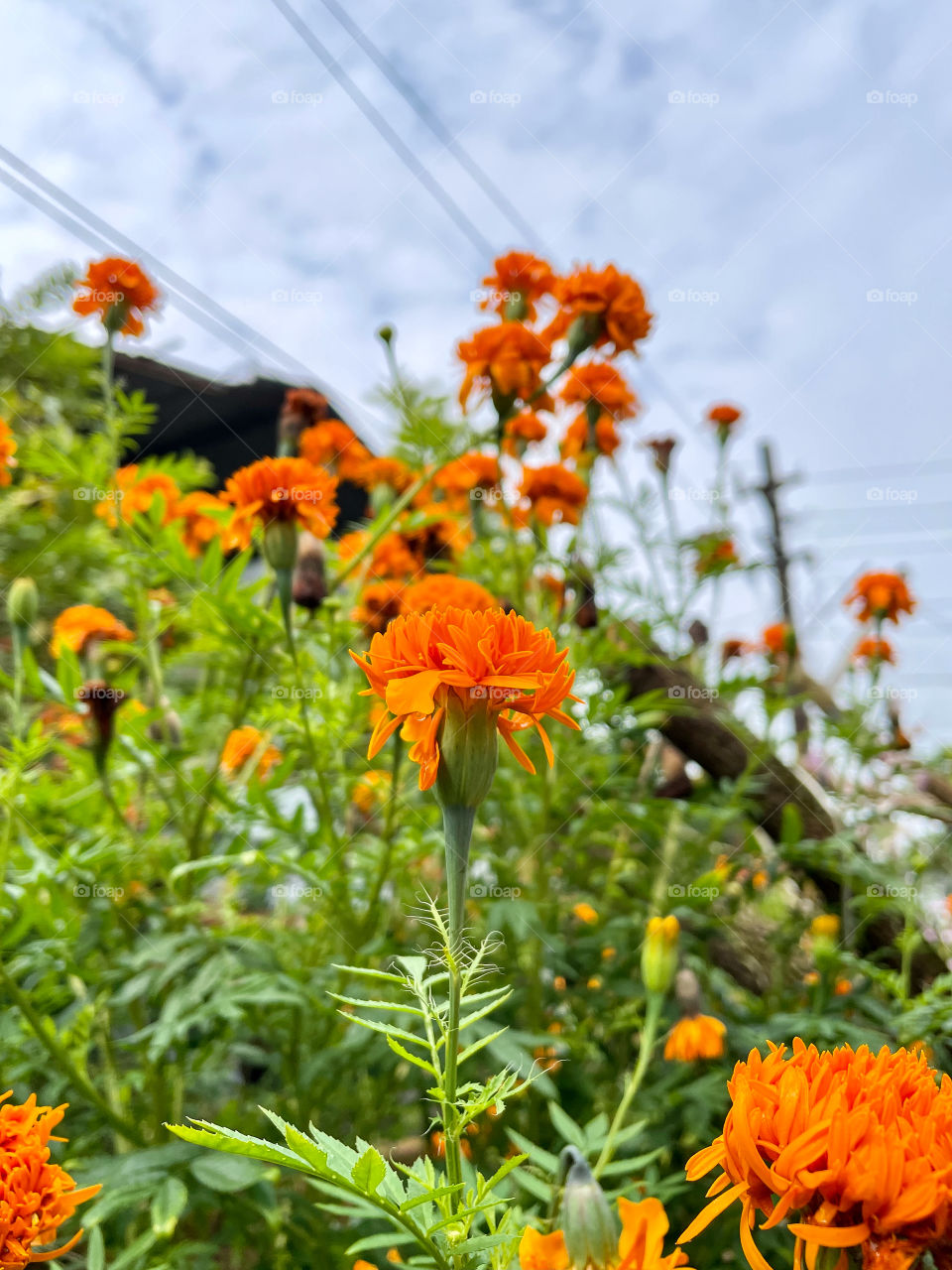 Portraits of a plant