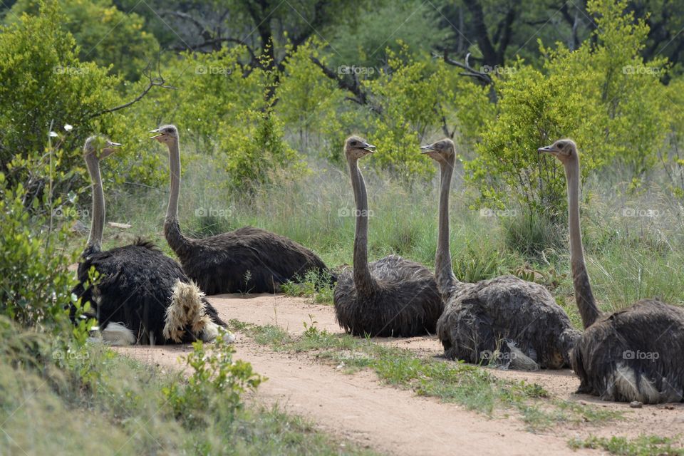 5 ostriches of which 4 are lying in a row, on a dusty road with green tall grass and green trees in the background
