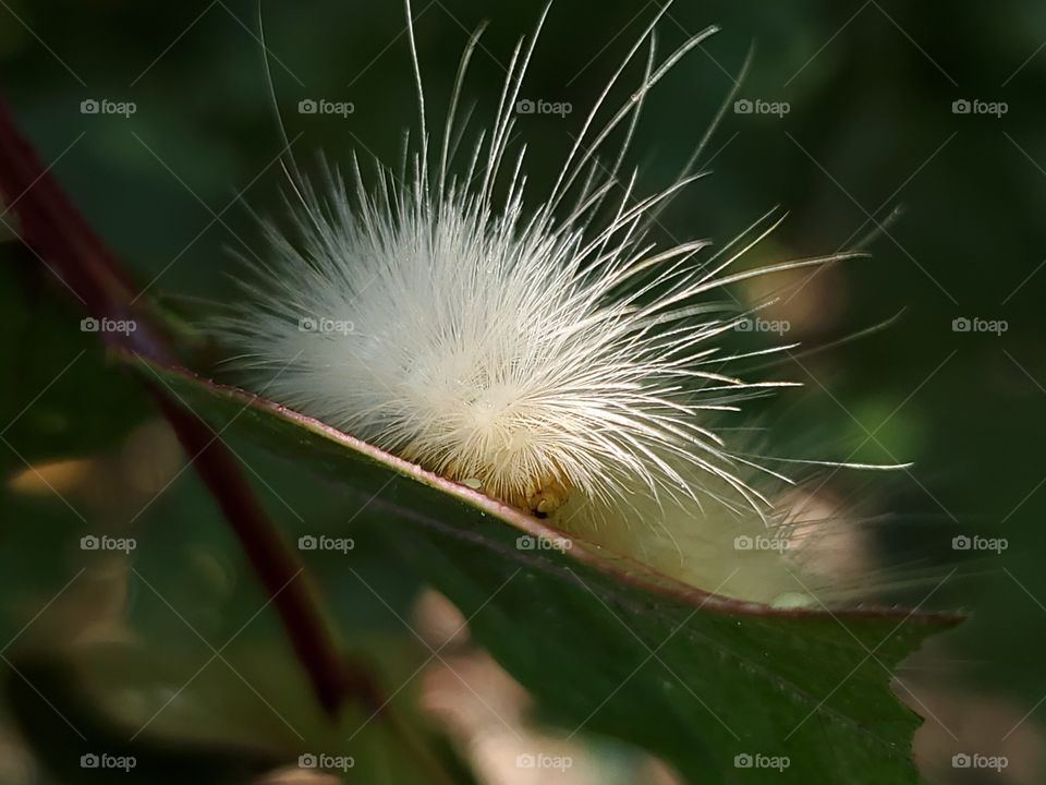 white spilosoma virginica caterpillar