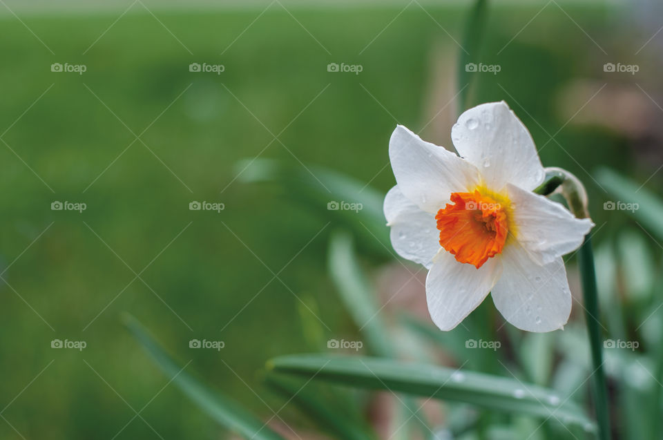 White Daffodil with orange cup and rain drops. 