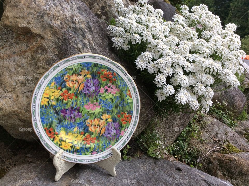 Floral plate blending into garden. Antique paragon plate at home in garden