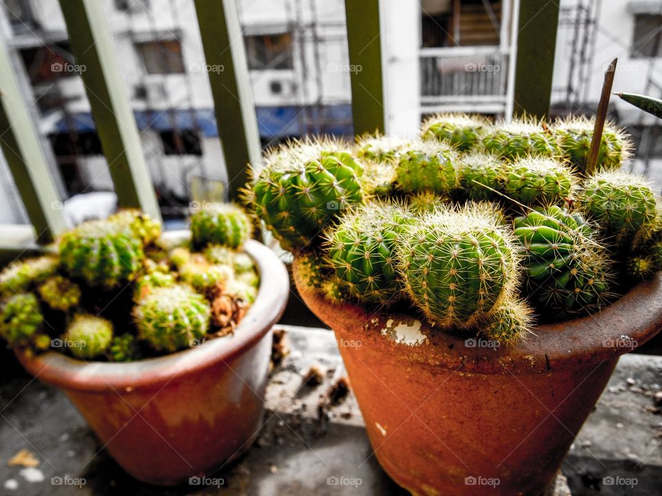Cute cactus 