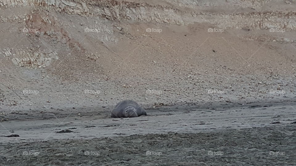 Elephant seal on beach