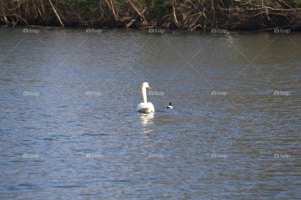 close up of a white swan