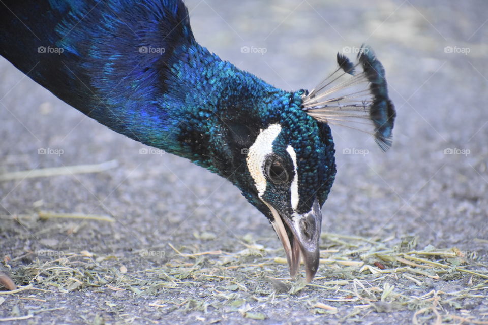 A feisty peacock pecking away at some hay.