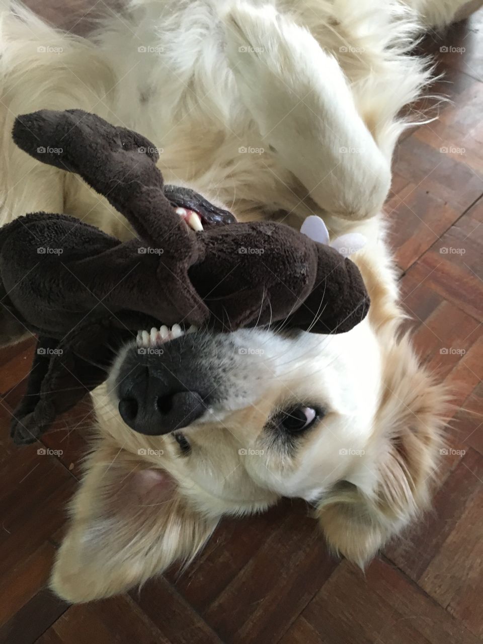 Dog, Animal, Cute, Pet, Puppy