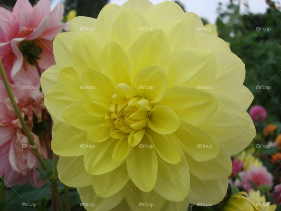 Yellow dahlia
