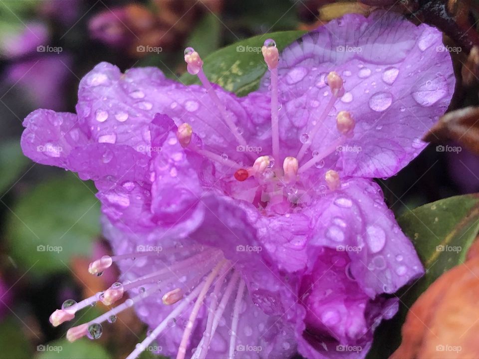 Rainy flower
