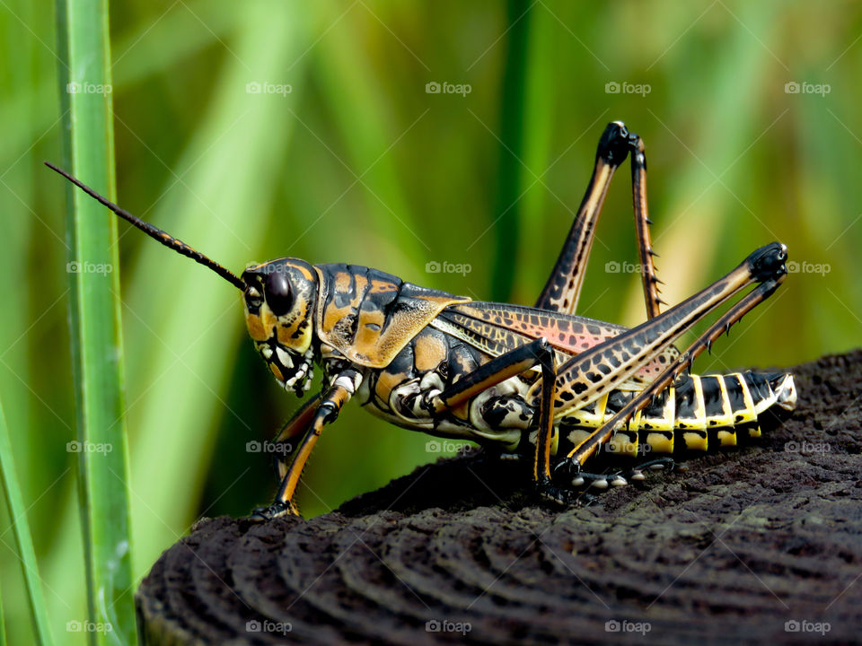 Eastern Lubber Grasshopper