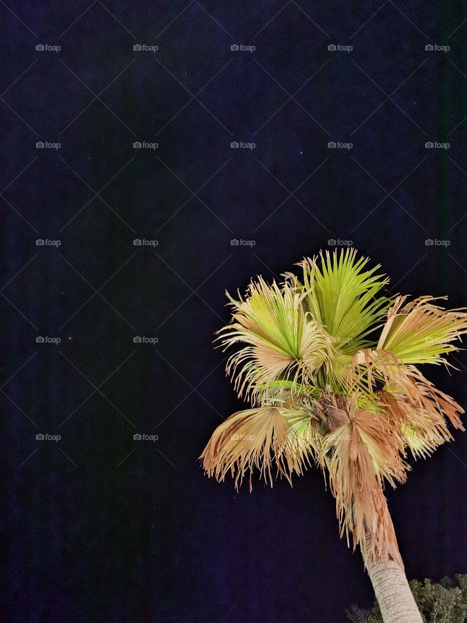 Night palm tree