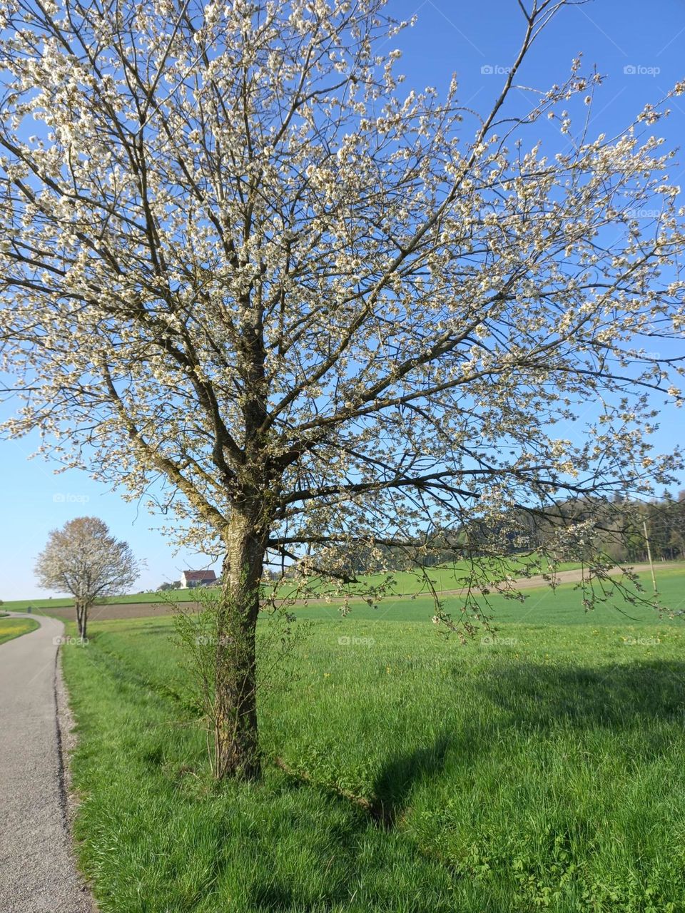 Spring by the Side of the Road