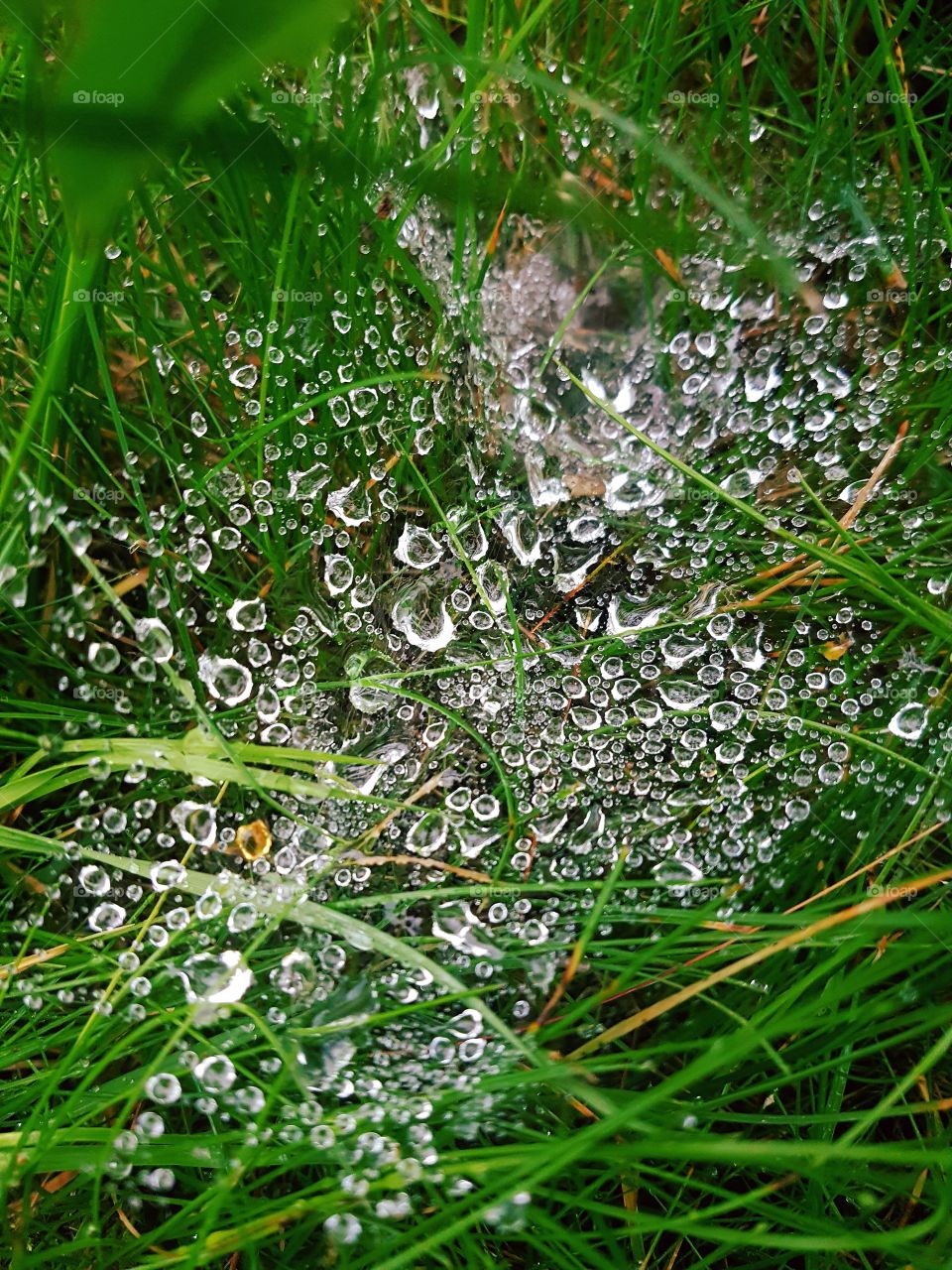cobwebs in the grass