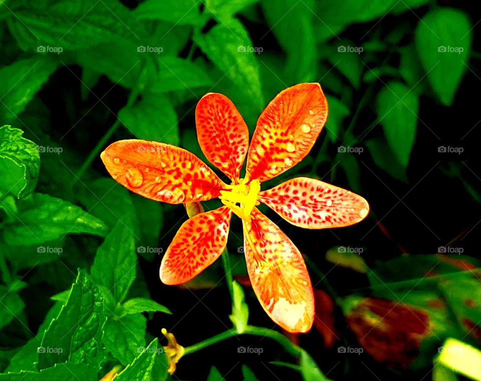 New Jersey, orange garden lily in bloom. each petal is kissed with leopard like spots.