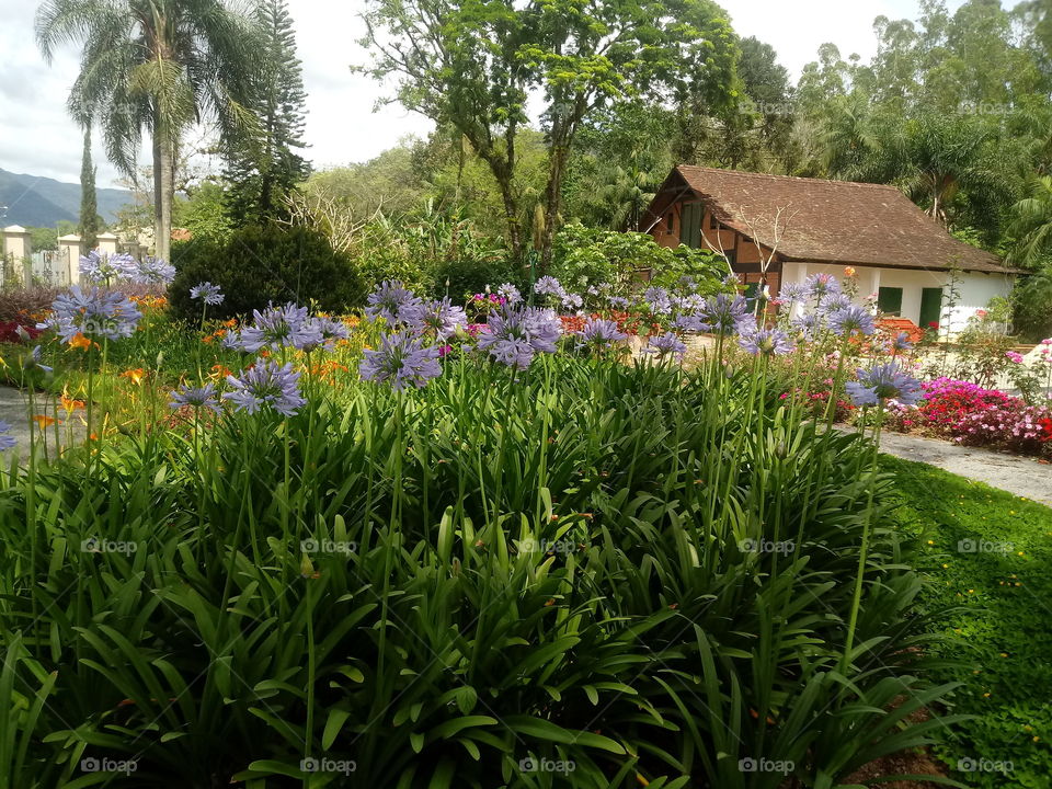 NATURE BOTANICAL PLANTS FLOWER GARDEN ENVIRONMENT