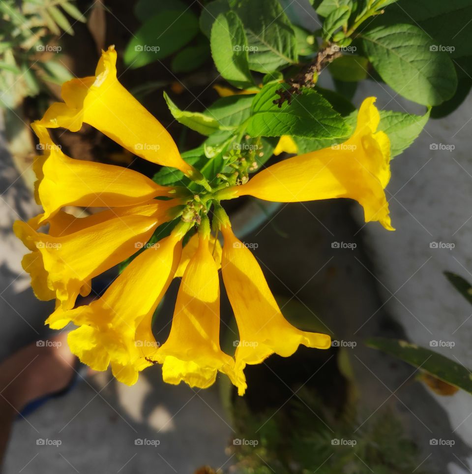 Cascabela thevetia in my garden