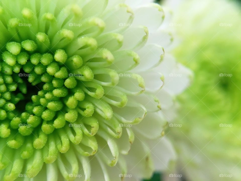 Close-up chrysanthemum