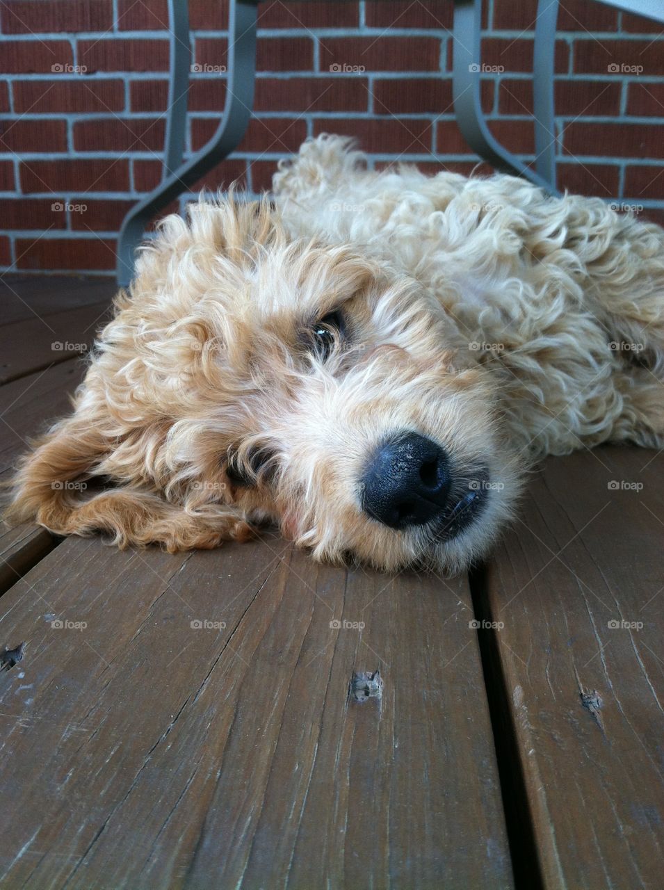 Goldendoodle. Dory the Doodle cooling off on the deck