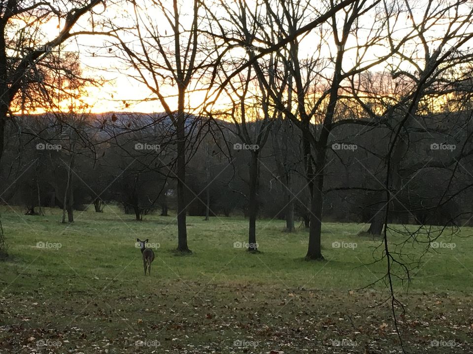 Sunset in the woods