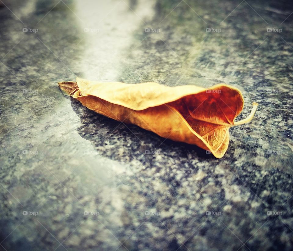 leaf on floor