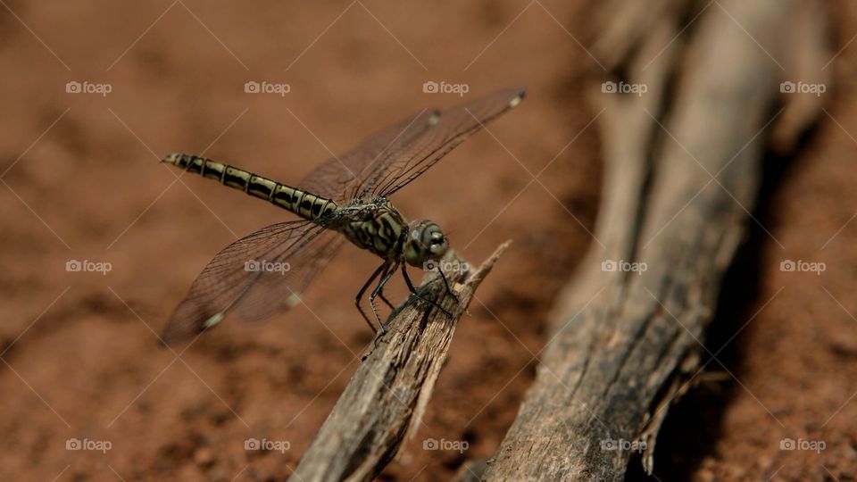 Monochrome dragonfly sitting on a log. 