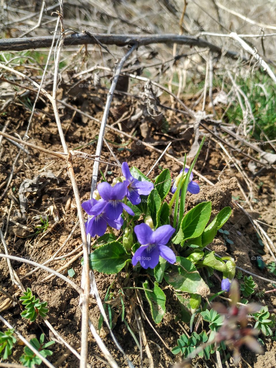 The first spring violets
