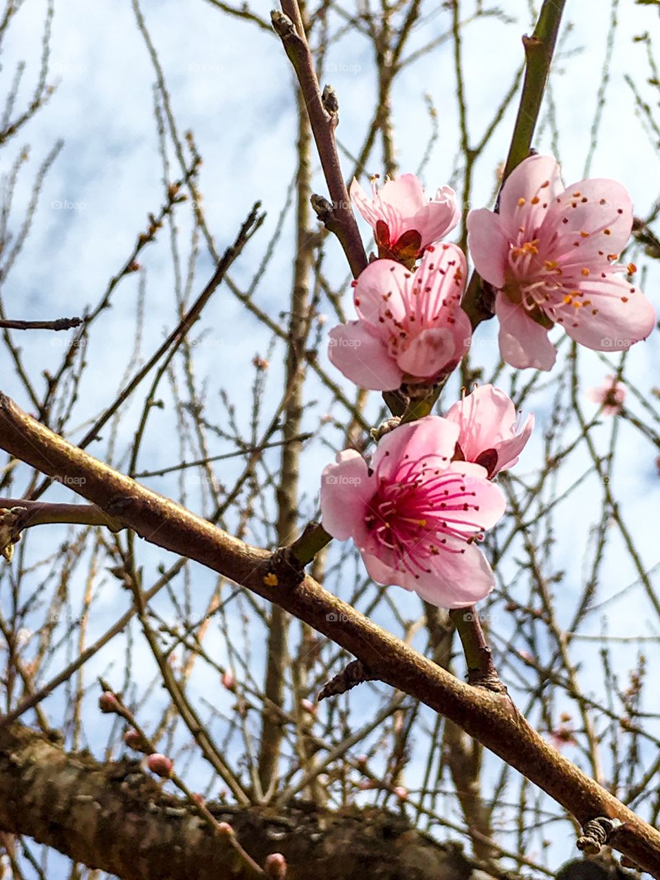 Nectarine tree blossoms and buds on branch