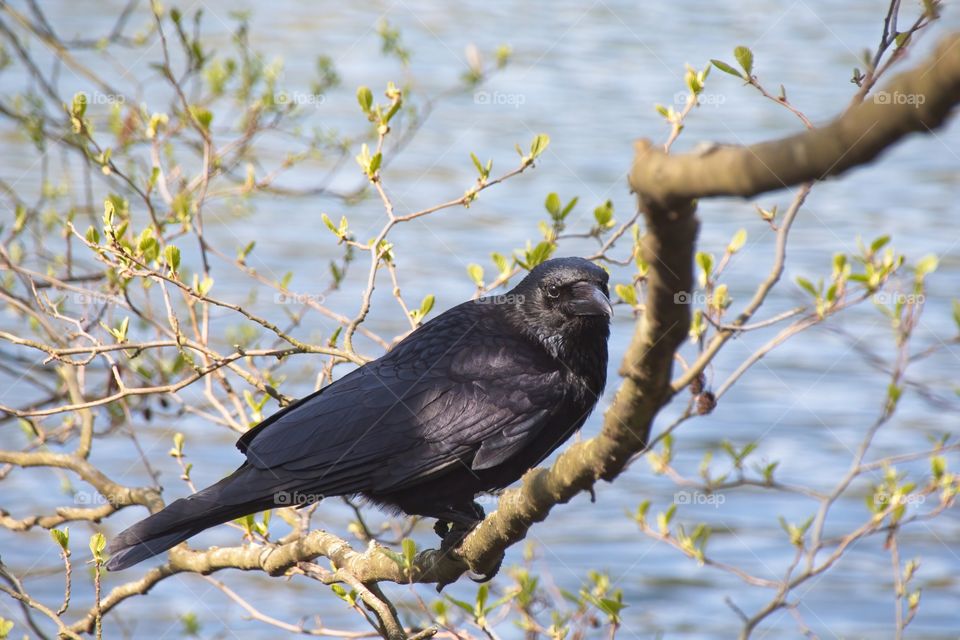crow on a branch