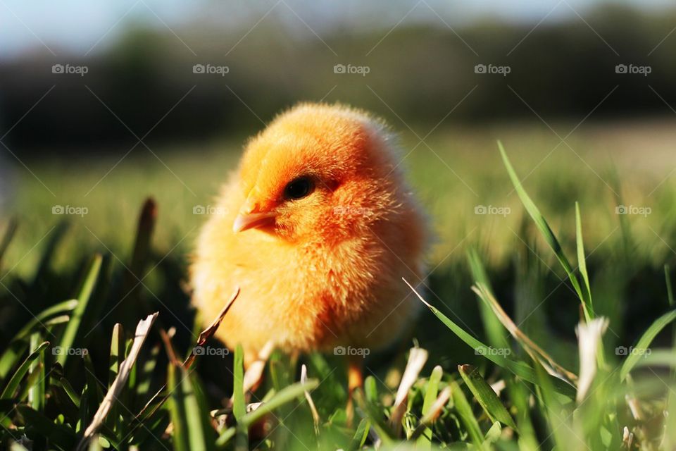 Chicky