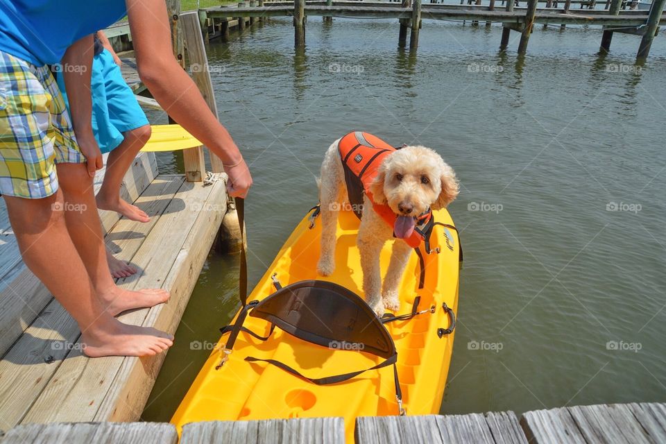 Dog on a kayak