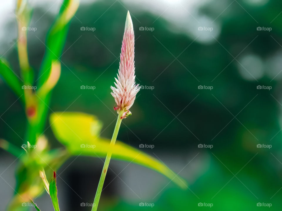 Celosia or cockscomb grass