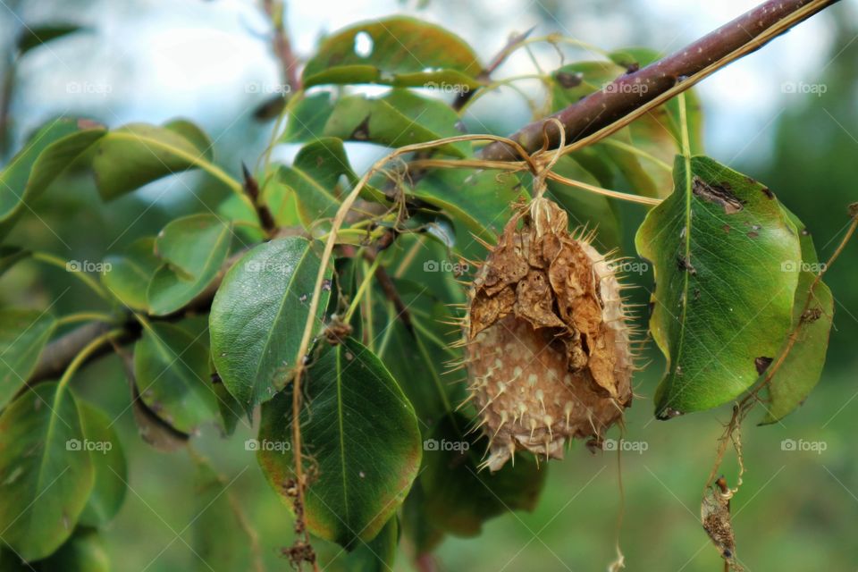 Prickly fruit