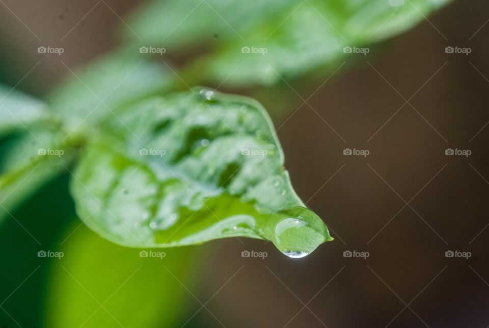 Water drop on leaf