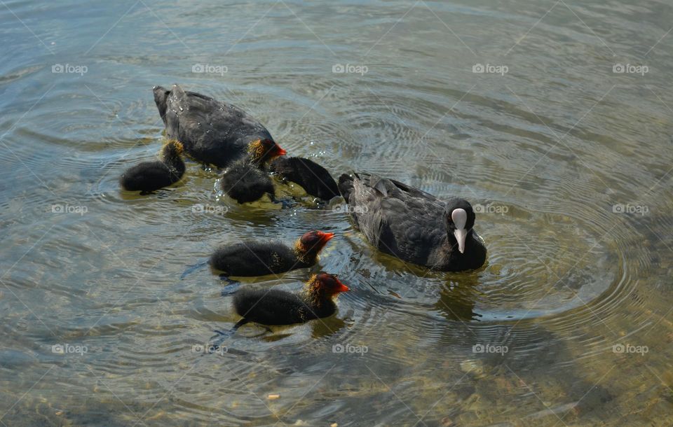 black family ducks and little ducklings in water summer time