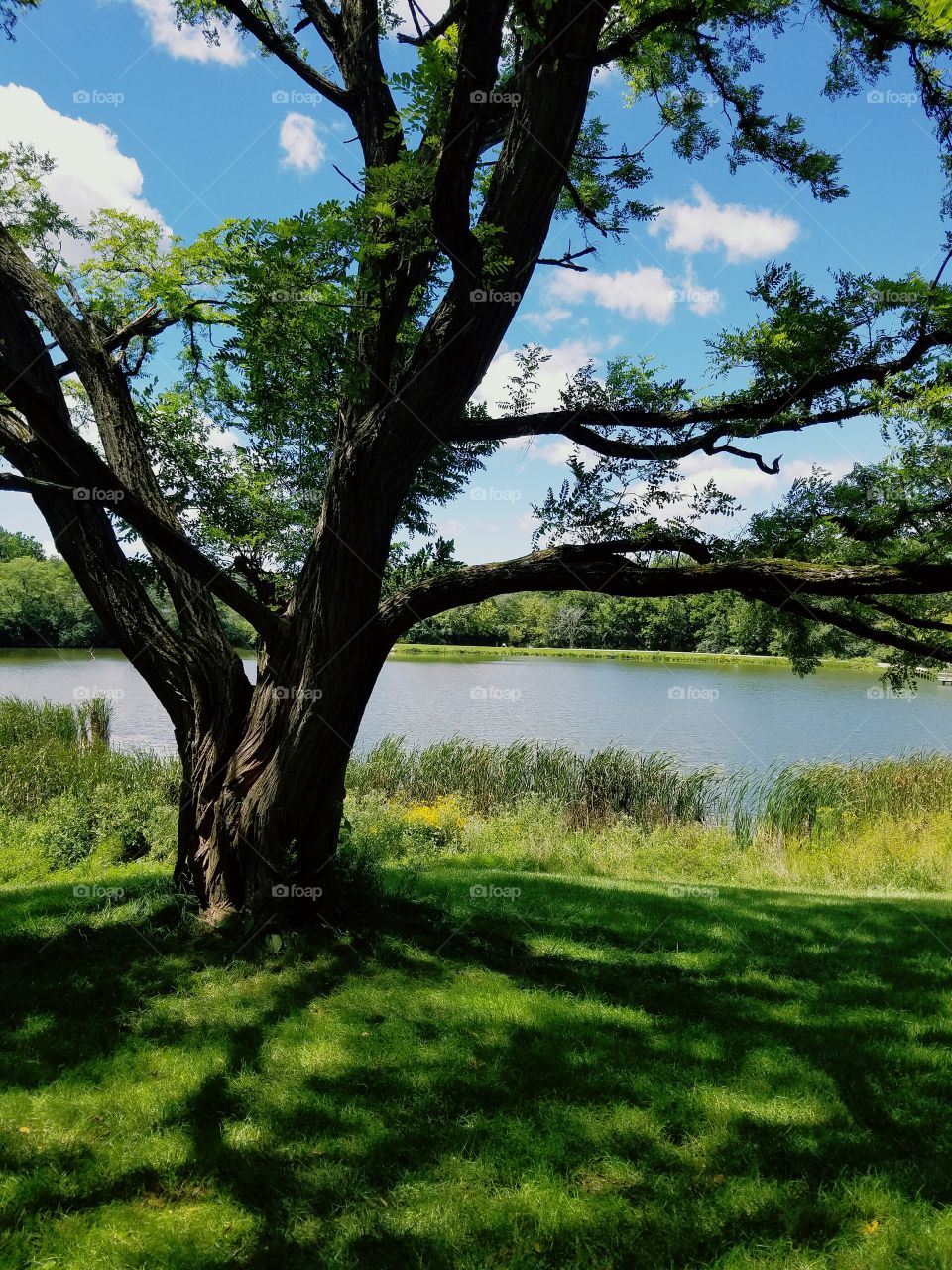 Beautiful Tree Shade