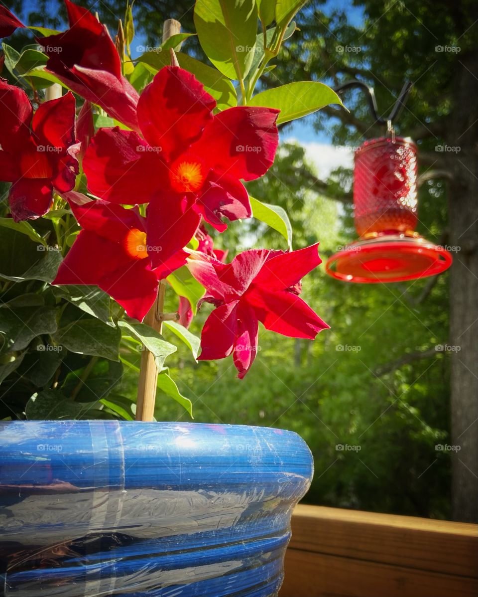 Potted flower with hummingbird feeder 