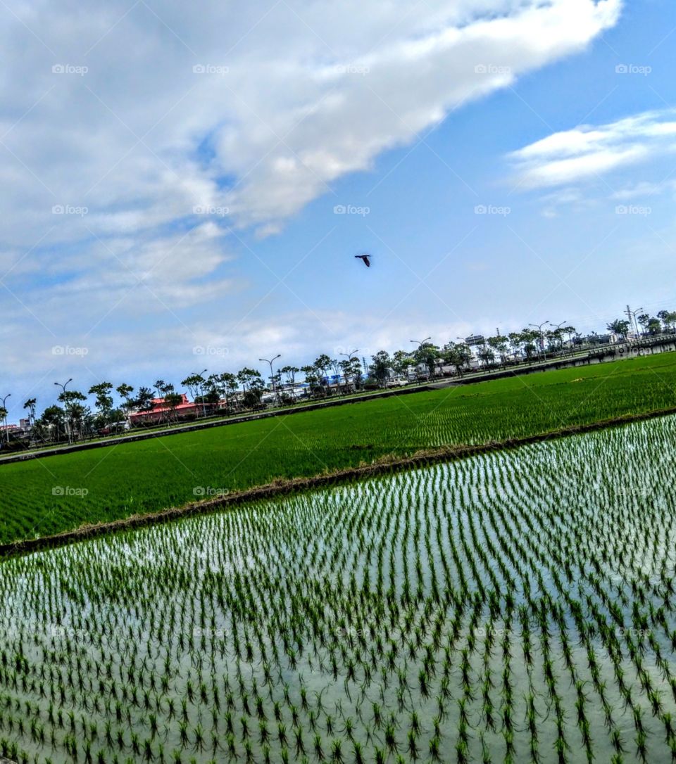 A breath of spring in this landscape. blue sky, white clouds, flying bird, green rice paddies plus a row of neat road trees, spring is coming really. and the front view of rice seedlings in the water that has a beautiful reflection of the sky.