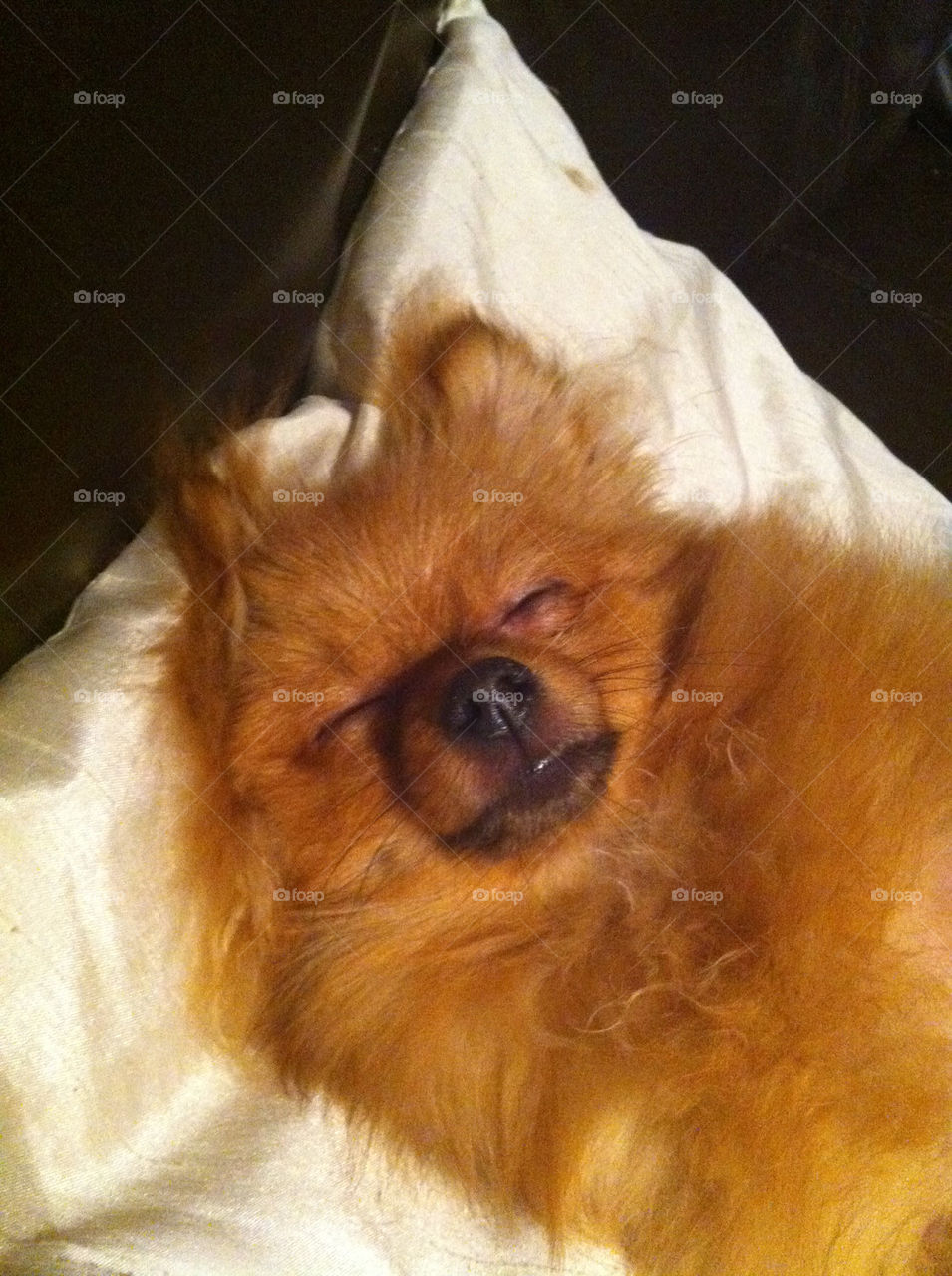 happy smile dog sleeping by binkyboo