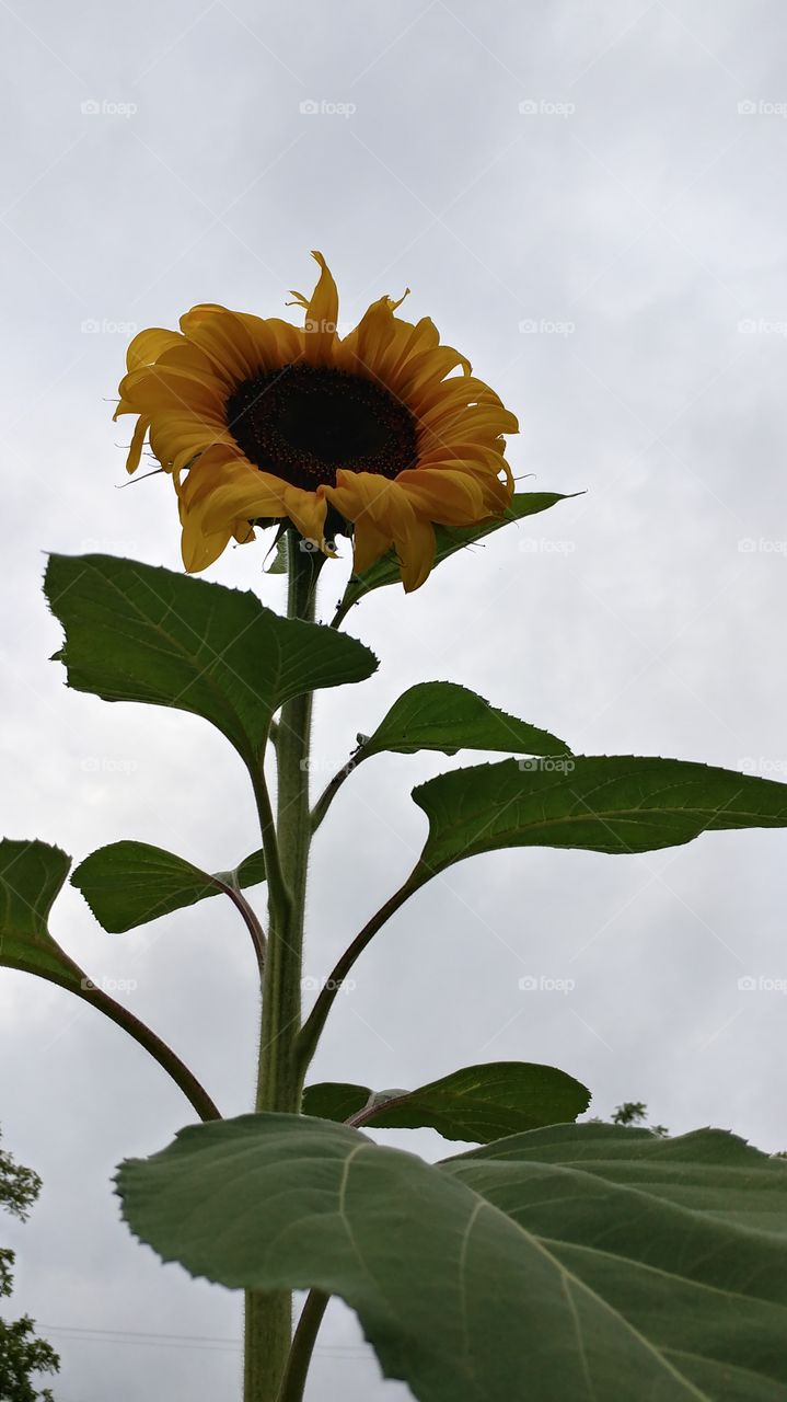 Sunflower !!