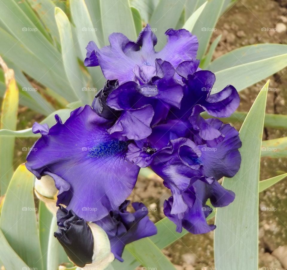 Purple Iris 