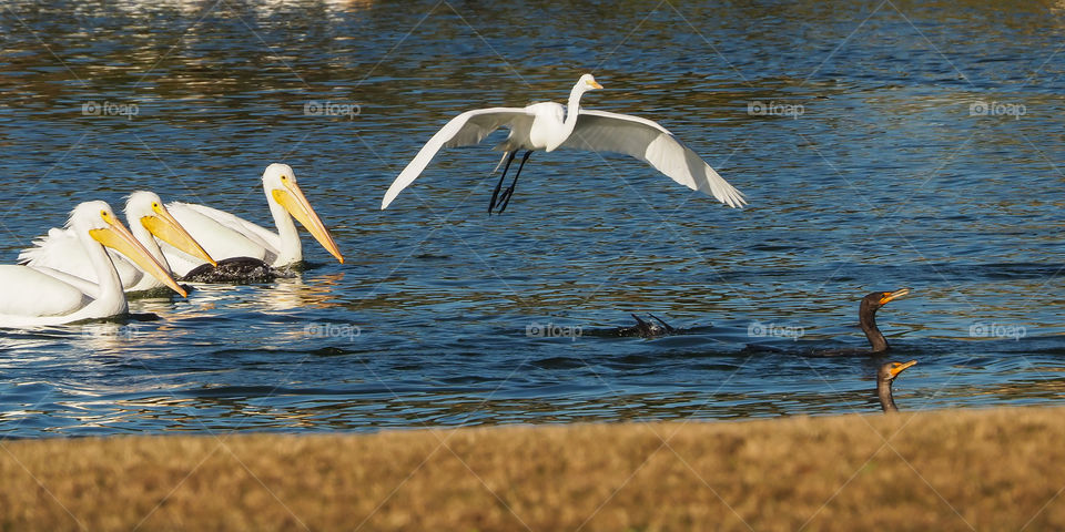 Egret, Pelicans, Cormorants