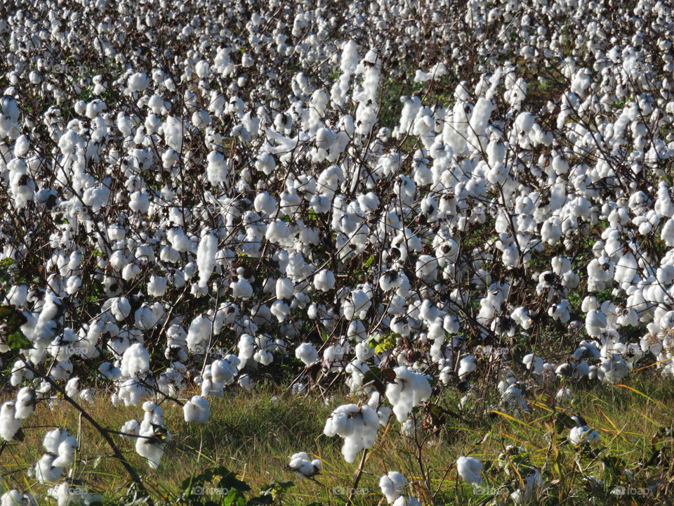 cotton on the bush