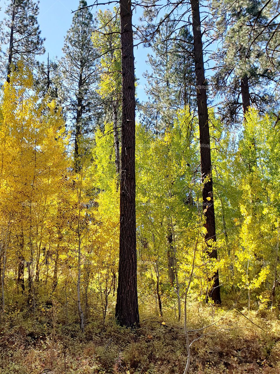 Magnificent ponderosa pine trees grow with aspen trees with leaves of golden yellow fall colors along the banks of Indian Ford Creek in the forests of Central Oregon on a sunny autumn day.