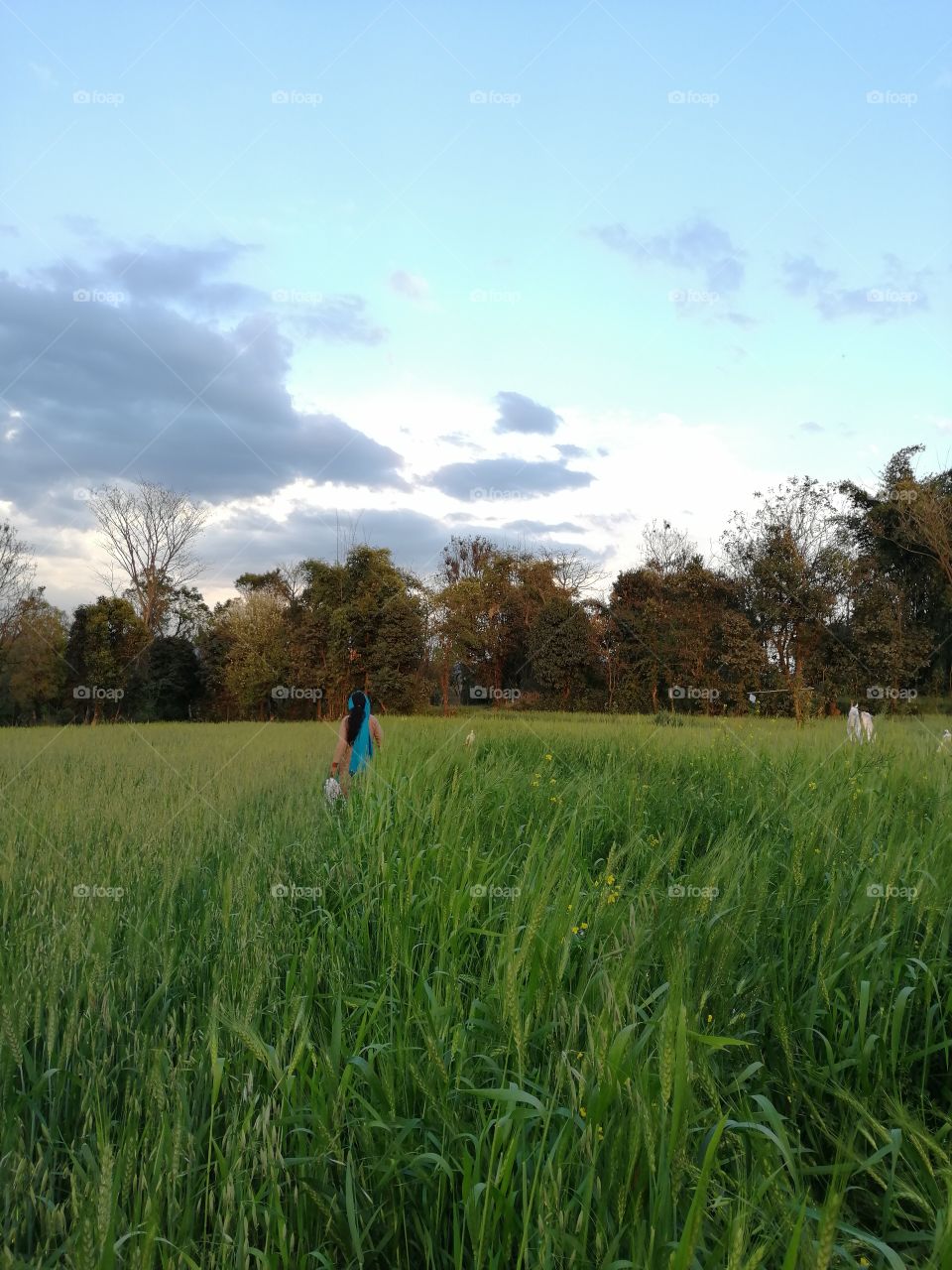 Beautiful Wheat crop field and a lady look- after her crop field.