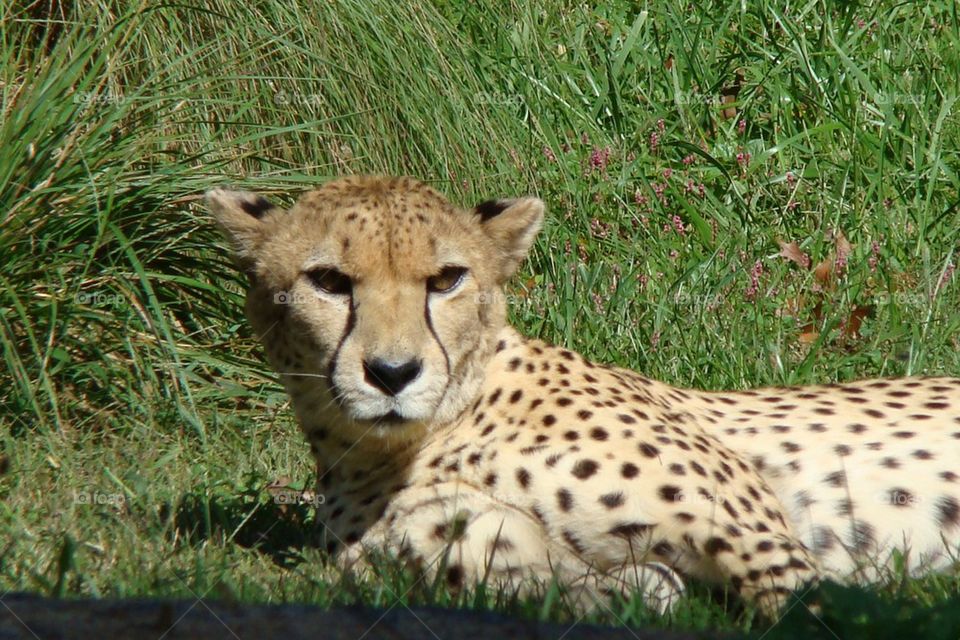 Cheetah