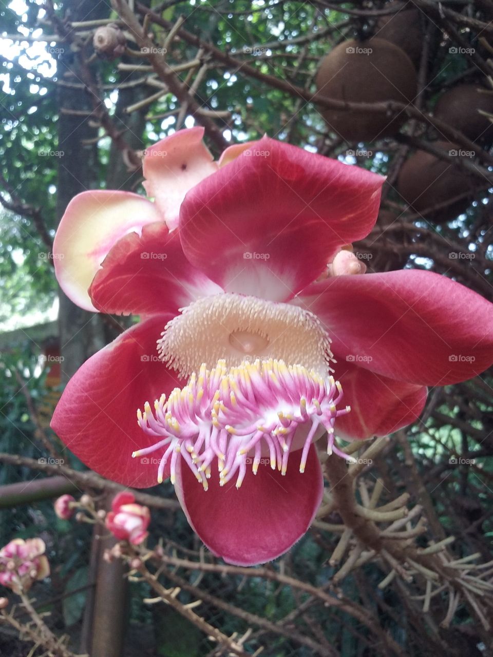 Nagalinga Flower