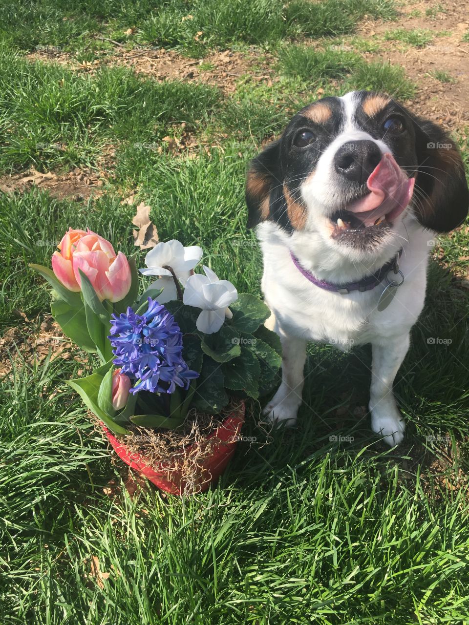 Dog lickinb lips next to spring flowers