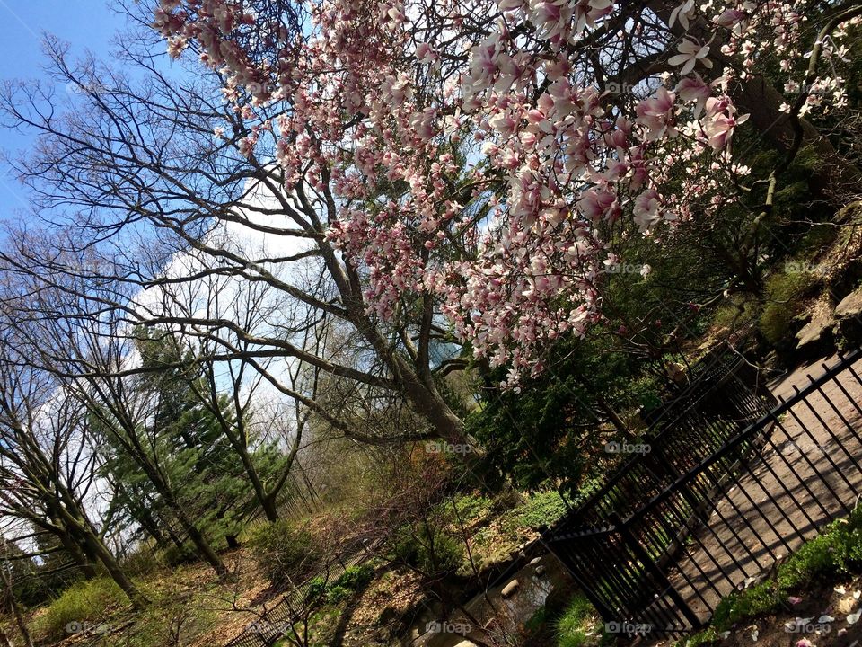 spring in high park Toronto 